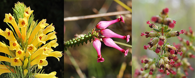 There are many types of heather, particularly in South Africa, where they include Erica abietina, Erica retorta and Erica lasciva. (photo: Stefan F. Sämmer) There are many types of heather, particularly in South Africa, where they include Erica abietina, Erica retorta and Erica lasciva. (photo: Stefan F. Sämmer)
