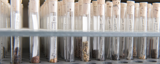 The Archaeobotanical Reference Collection contains domestic and exotic seeds, grains, and kernels. (photo: Peter Pulkowski)