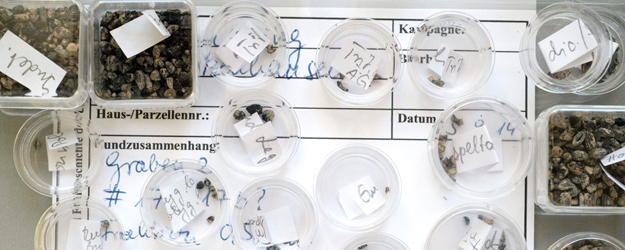 Dr. Margarethe König is currently examining the roughly 2,200-year-old grains from Otzenhausen in Saarland. (photo: Peter Pulkowski)