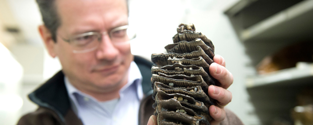 Professor Dr. Bernd Schöne presents a mammoth tooth from the last cold stage of the current glacial period, ca. 115,000-15,000 years old, found at the waterside of the Rhine (photo: Peter Pulkowski)