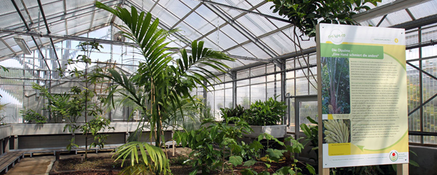 In three, four years, these oil palms will reach as far as the ceiling and weigh up to 40 kilograms. (photo: Stefan F. Sämmer)