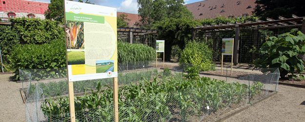 Omlor and his colleagues at the Botanic Garden on the JGU campus offer background information that provides a new slant on ideological and political buzzwords. (photo: Stefan F. Sämmer)